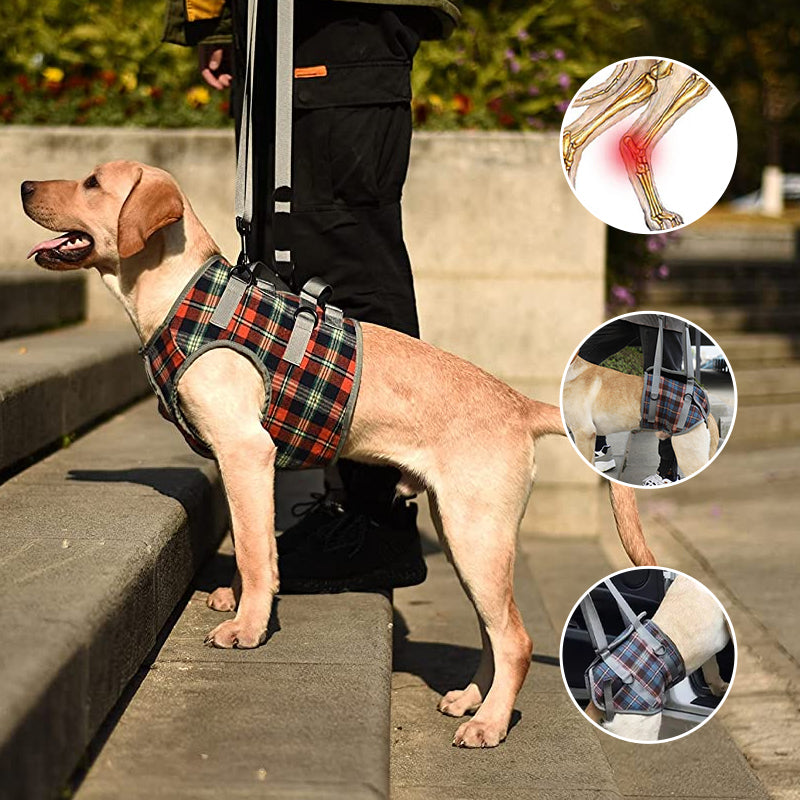 Orthopädisches Hundegeschirr — Gehhilfe für Hinter- & Vorderbeine