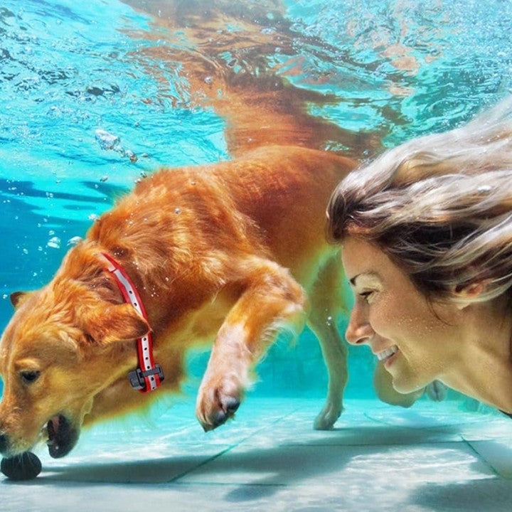Hundehalsband mit Fernbedienung bis 1000m - Endlich entspannte Spaziergänge